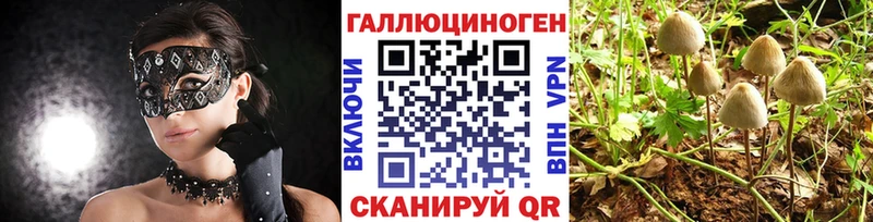 Псилоцибиновые грибы Cubensis Кочубеевское
