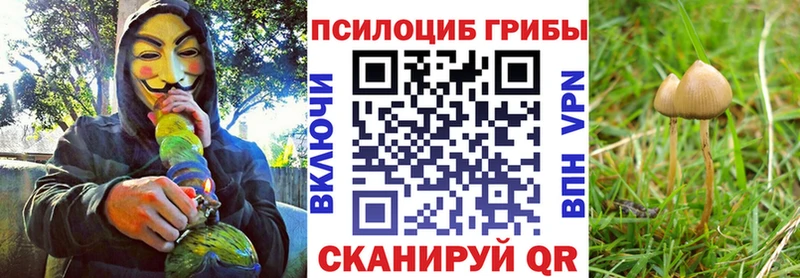 Псилоцибиновые грибы Psilocybe  Кочубеевское 
